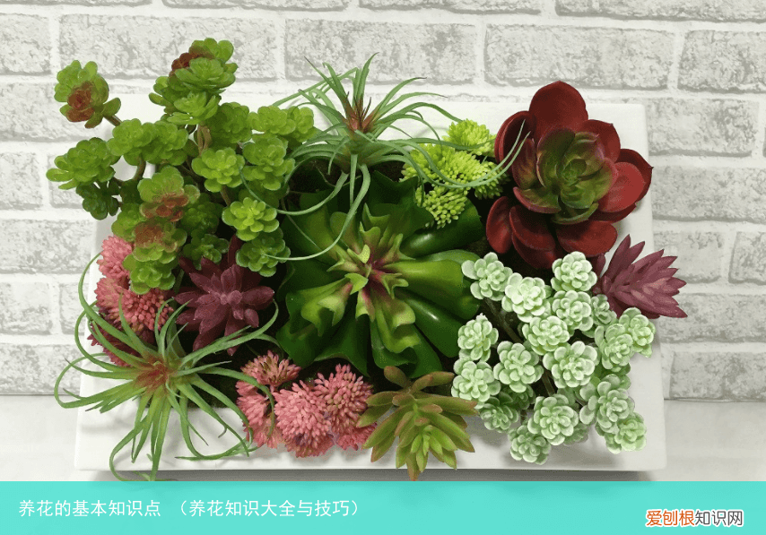 养花知识大全与技巧 养花的基本知识点
