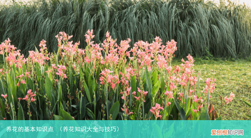 养花知识大全与技巧 养花的基本知识点