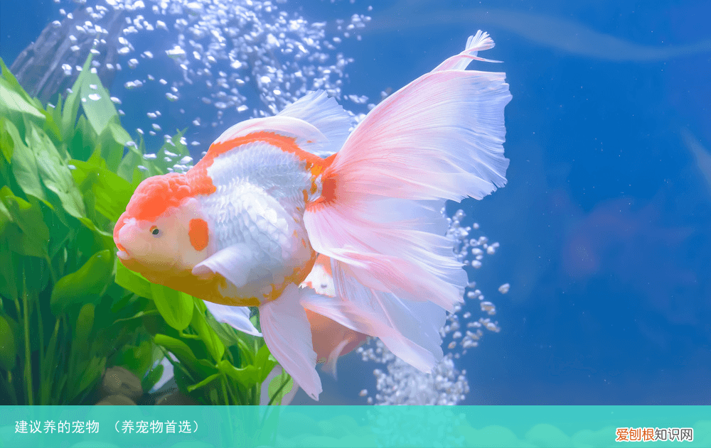 养宠物首选 建议养的宠物
