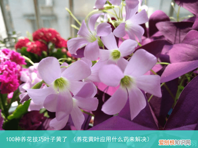 养花黄叶应用什么药来解决 100种养花技巧叶子黄了