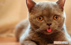 被猫抓肿了怎么办,被猫抓肿了但没出血,被猫抓肿起来怎么办，被猫抓了后肿了怎么办