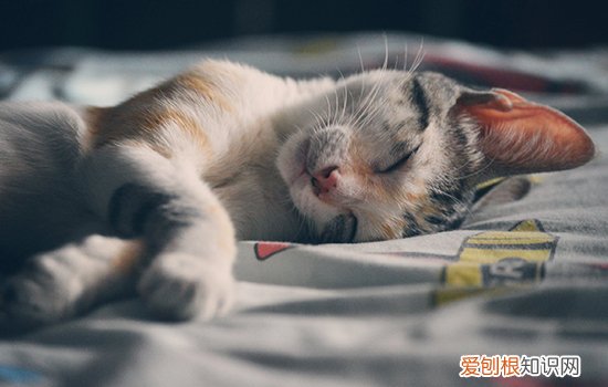 猫瘟临死前表现,猫瘟死前身体的表现,猫瘟死前症状，猫咪患猫瘟死前样子