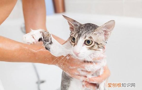 被猫抓没破皮,被猫抓没破皮要打针吗,被猫抓没出血要打针吗，被猫抓了一下没破皮要打针吗要打针吗