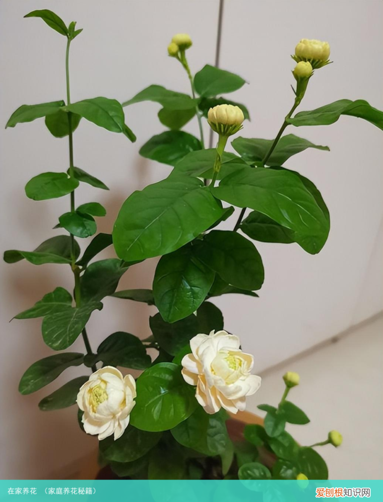 家庭养花秘籍 在家养花