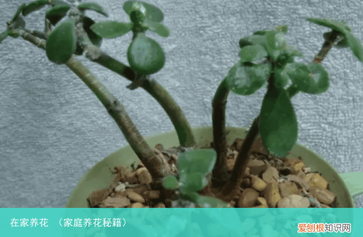 家庭养花秘籍 在家养花