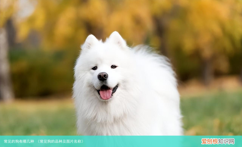 常见狗的品种及图片名称 常见的狗有哪几种