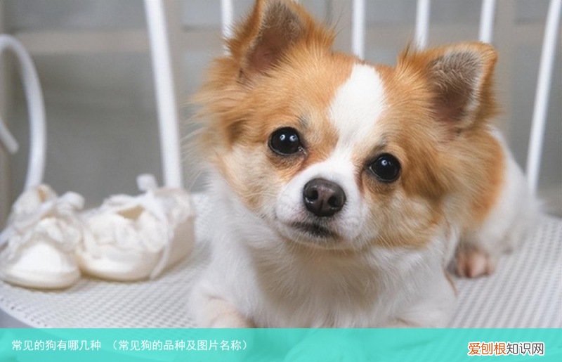 常见狗的品种及图片名称 常见的狗有哪几种