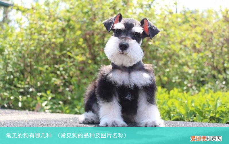 常见狗的品种及图片名称 常见的狗有哪几种