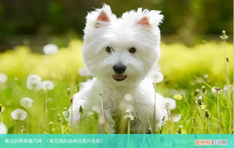 常见狗的品种及图片名称 常见的狗有哪几种
