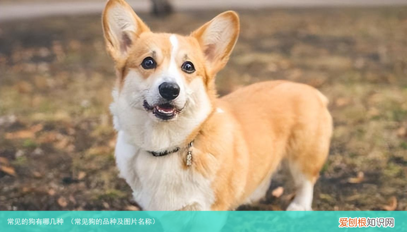 常见狗的品种及图片名称 常见的狗有哪几种