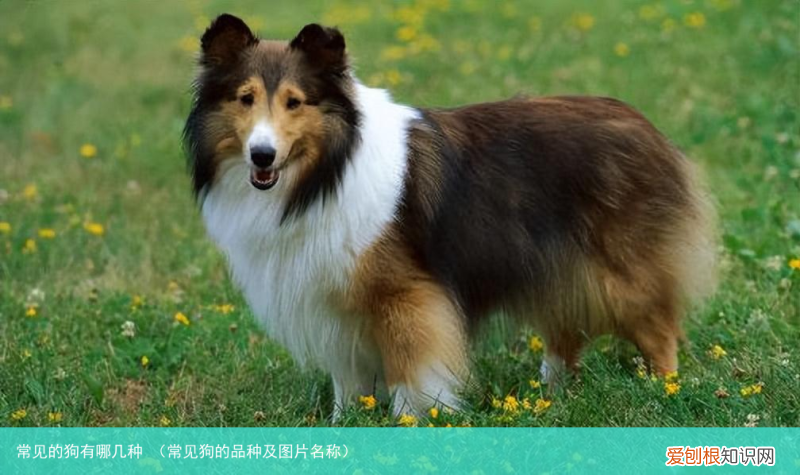 常见狗的品种及图片名称 常见的狗有哪几种