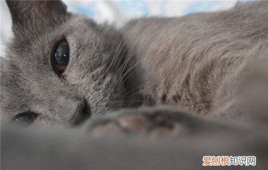 公猫不孕不育怎么办,公猫会不会不孕不育,公猫有不孕不育的吗，公猫有可能不育吗