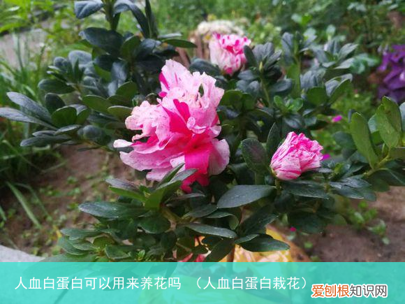 人血白蛋白栽花 人血白蛋白可以用来养花吗
