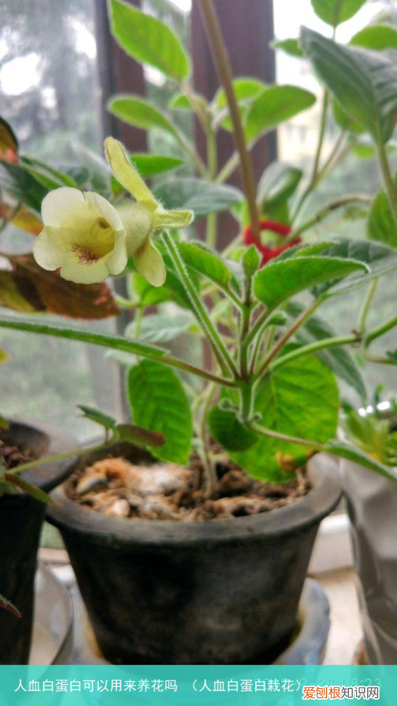 人血白蛋白栽花 人血白蛋白可以用来养花吗