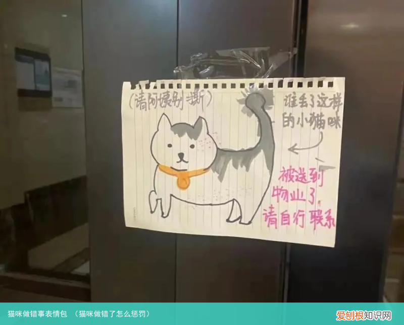 猫咪做错了怎么惩罚 猫咪做错事表情包