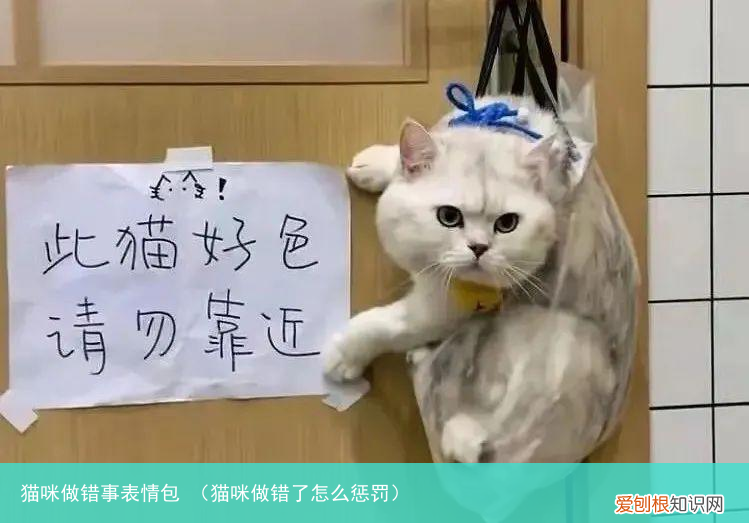 猫咪做错了怎么惩罚 猫咪做错事表情包