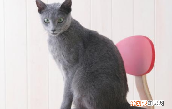 阿莫西林能治猫口炎吗,阿莫西林能治猫咪口炎吗，猫口炎吃阿莫西林吃多长时间