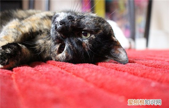 猫疫苗免疫失败,免疫失败的原因是什么,免疫失败的原因及对策，猫打疫苗不产生抗体