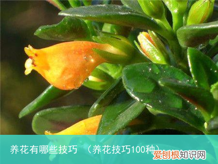 养花技巧100种 养花有哪些技巧