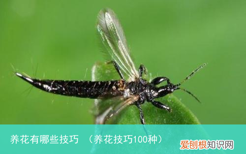 养花技巧100种 养花有哪些技巧