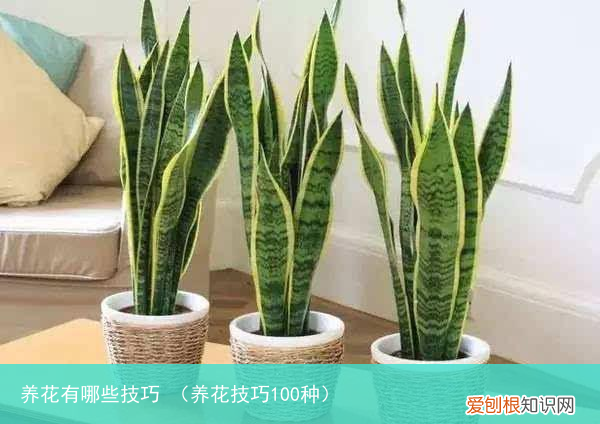 养花技巧100种 养花有哪些技巧