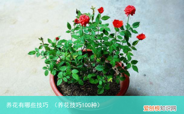 养花技巧100种 养花有哪些技巧