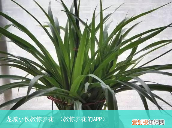 教你养花的APP 龙城小伙教你养花