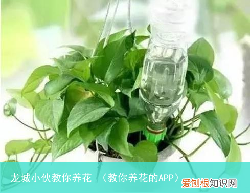教你养花的APP 龙城小伙教你养花