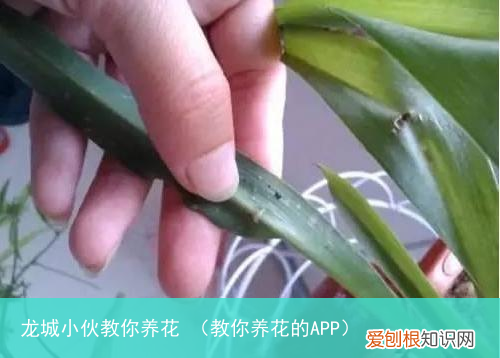 教你养花的APP 龙城小伙教你养花