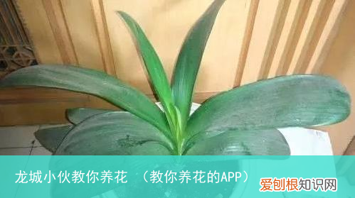 教你养花的APP 龙城小伙教你养花