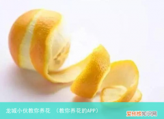 教你养花的APP 龙城小伙教你养花