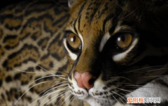 猫口炎吃什么药,猫口炎吃药会好吗,猫咪口炎一般吃药多久好，猫口炎吃什么药最好是