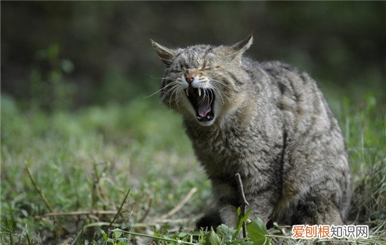 猫体内有炎症怎么办,猫体内有炎症多久能好,猫体内有炎症吃什么药，猫有炎症用什么药