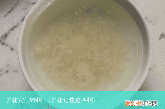 养花记住这四招 养花窍门99招