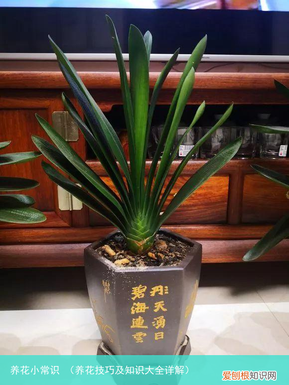 养花技巧及知识大全详解 养花小常识