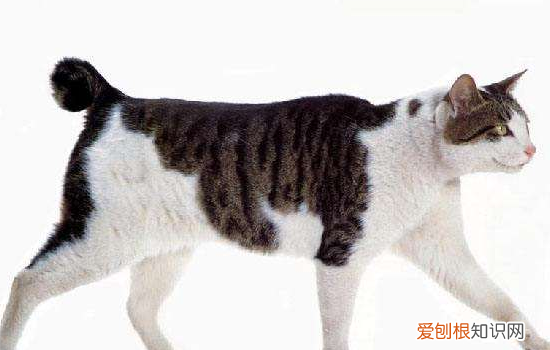 猫口炎怎么引起的,猫口炎引起的肝脏