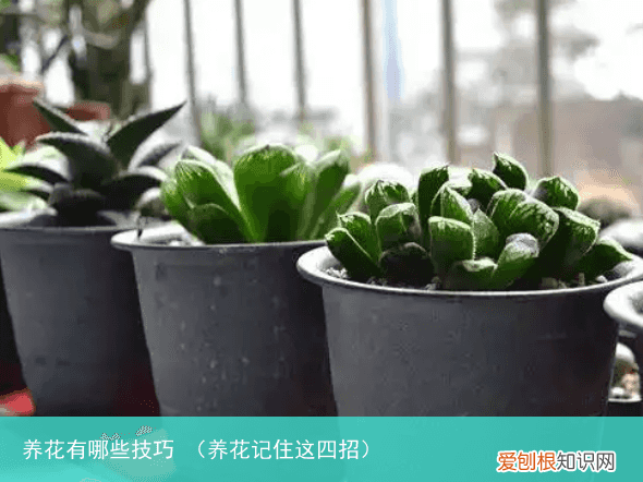养花记住这四招 养花有哪些技巧