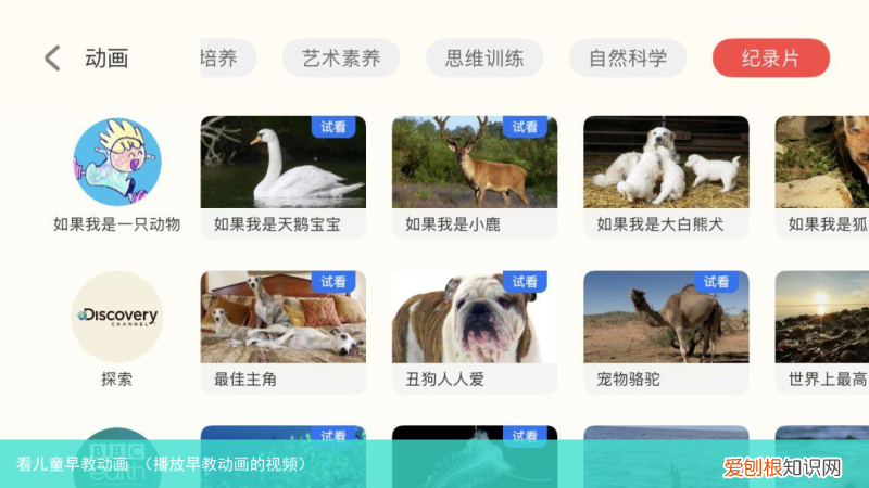 播放早教动画的视频 看儿童早教动画
