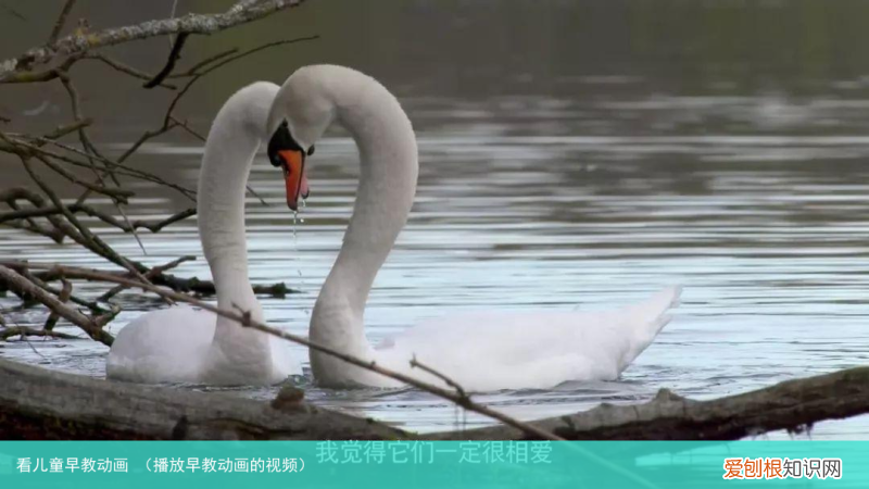 播放早教动画的视频 看儿童早教动画