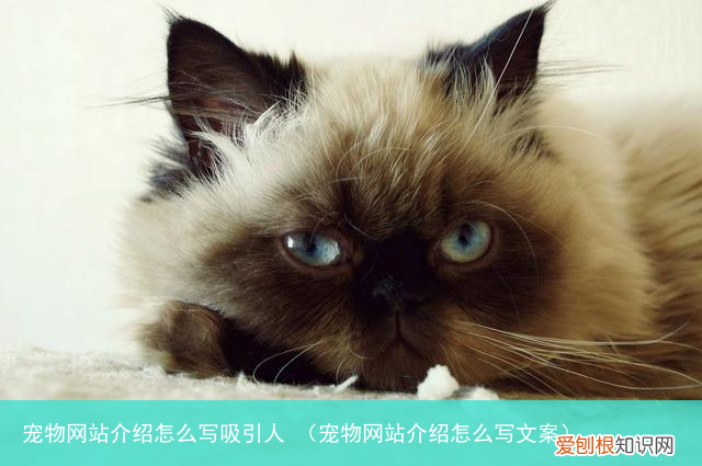 宠物网站介绍怎么写文案 宠物网站介绍怎么写吸引人