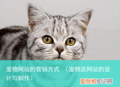 宠物店网站的设计与制作 宠物网站的营销方式