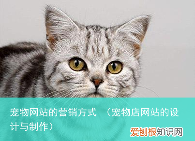 宠物店网站的设计与制作 宠物网站的营销方式
