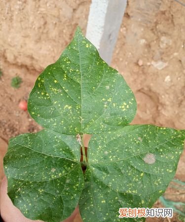 豆角上长锈斑还能吃，芸豆上长锈斑还能吃吗