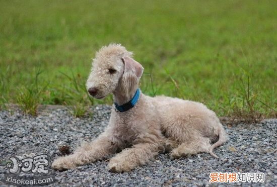 贝灵顿梗乱吠叫怎么纠正，贝灵顿梗停止乱吠叫纠正方法