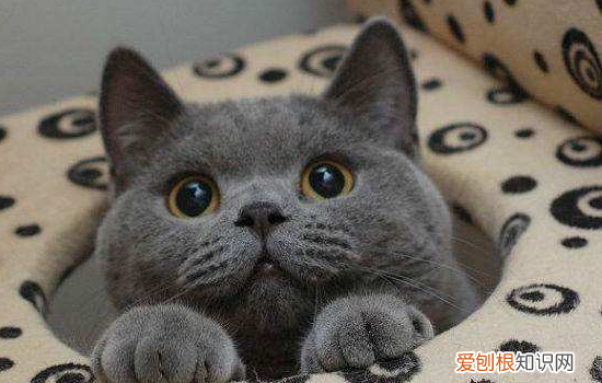 猫咪得猫藓可以包扎嘛，猫咪得猫藓可以包扎嘛图片