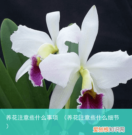 养花注意些什么细节 养花注意些什么事项