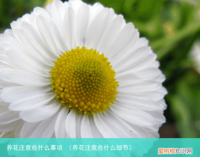养花注意些什么细节 养花注意些什么事项