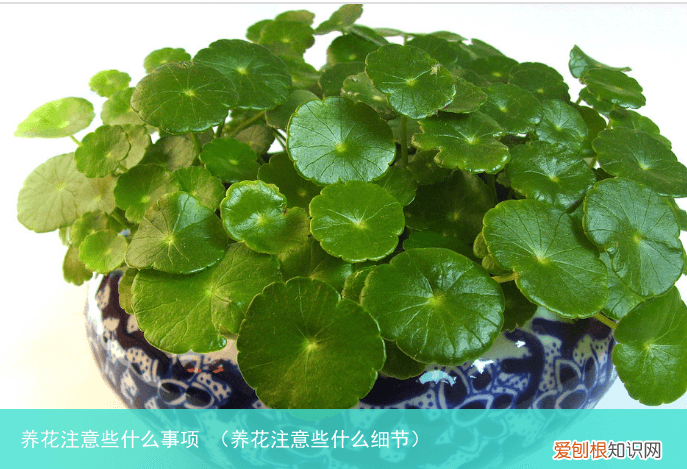 养花注意些什么细节 养花注意些什么事项