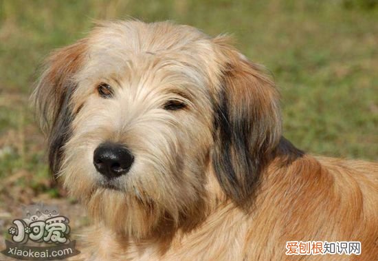 比利牛斯牧羊犬随行怎么训练，随行训练方法，牧羊犬的训练方法