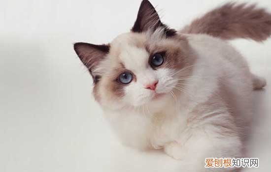 不给猫咪打疫苗可以吗,不给小猫打疫苗可以吗,猫咪不打疫苗可以吗，不给小猫打疫苗会怎样